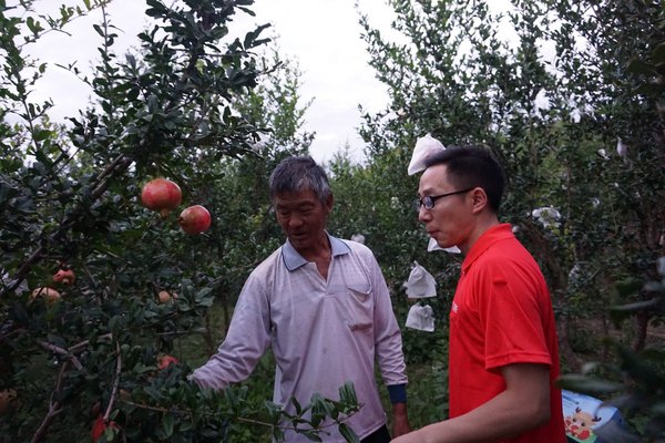 百世快遞麗江分公司負責人與當地果農交流石榴運輸情況
