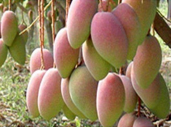 2018三亞國際芒果產業大會，萬果風云會助力海南熱帶水果走向國際